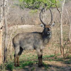 A Water Buck