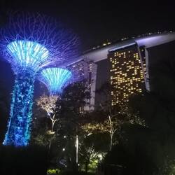 Supertrees in den Gardens by the Bay 😯