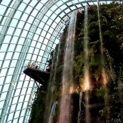 Im Cloud Forest