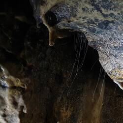 feine Fäden zum Insektenfangen