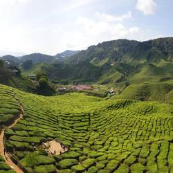 Plantation de thé