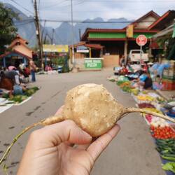 morning market