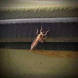 Eine Tsetse-Fliege?