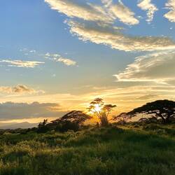 Abendstimmung in Amboseli