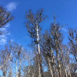 These trees burnt in massive bushfire March 19. Just starting to grow Dec 19