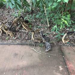 Coatí-Gruppe