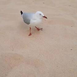 Manly's Möwenstrand