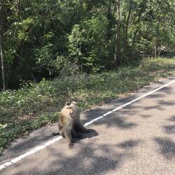 Der "süße" Affe 🙈