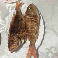 Bestes Nachtessen in Playa Gíron