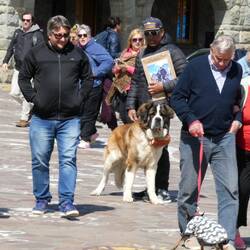 Der Bernhardiner mag aus der Schweiz sein, sein Halter wohl eher nicht