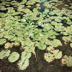 „Rocky Creek Dam“