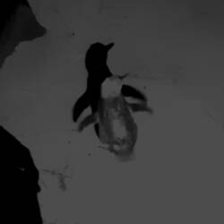 Zwergpinguin auf dem Weg ins Nest