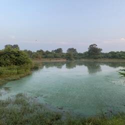 Apparantly there are crocs in this pic