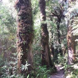 Sendero los alerces