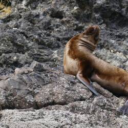 Posierender Seelöwe