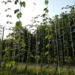 Kunstmann braut nach dem Deutschen Reinheitsgebot & setzt auf hochwertige Zutaten (wie hier Hopfen)