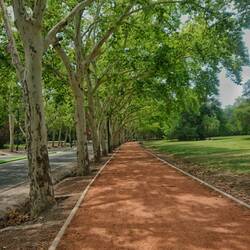 Eine Allee im Park