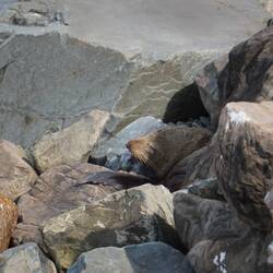 und die ersten Seelöwen