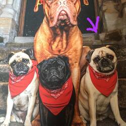 Lurch with the three pugs, Betty, Ophra and Wilma