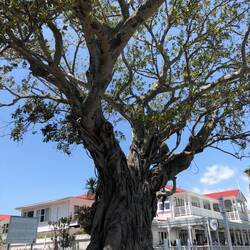 A fig tree planted in the 1870s by the first customs collector