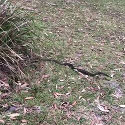 Dissapointingly, Bun wouldnt lay down next to it to give an idea of the length.