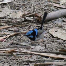 Fairy wren - male