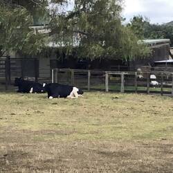 Cows, sheep and llamas in one paddock!