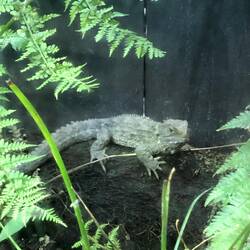 Tuatara - like an iguana