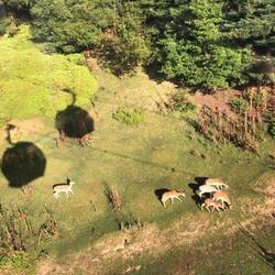 Deer grazing below the cable car