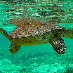 Und noch eine Turtle