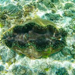 Große bunte Muschel