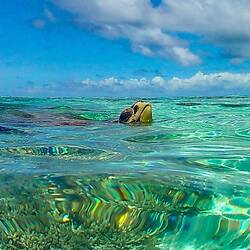 Schildkröte in der Lagune
