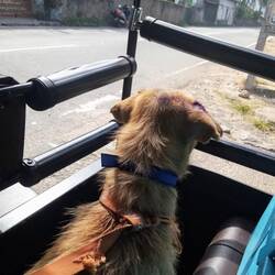 Mit dem TukTuk bringen wir einen kastrierten Hund zurück zu den Besitzern