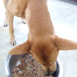 Fortuna, die Hündin mit 2 Nasen