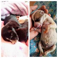 3 winzige Neue Welpen kamen an - viel zu klein, um ohne Mama zu sein 😥💔 #WeDoWhatWeCan #PleaseSurvive