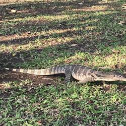 Kleiner Bewohner im Park