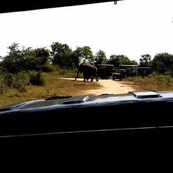 "Was wollt ihr alle? Ich chille und grase doch nur" 🤔🐘