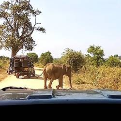 Attention! Elephant is crossing the street 🤭
