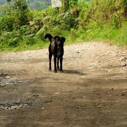 Mein treuer Begleiter 🐕