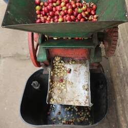 Die Schale wird von den Bohnen getrennt