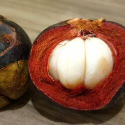 Mangosteen