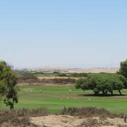 Springböcke auf Golfplatz