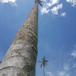 Bis zu 60 Meter hoch werden die Wachspalmen