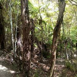 Waitangi Trail