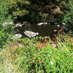 Orange wildflowers that grow beside the river.