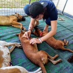 Oberschwester Juju bei der Tollwut-Impfung