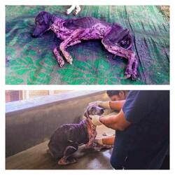 Neuer DCC-Patient "Purple Rain" 💜 Wie hätten wir ihn bitte dort lassen können?? 😭