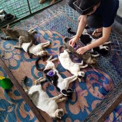 Auch ein paar Kätzchen sind dran