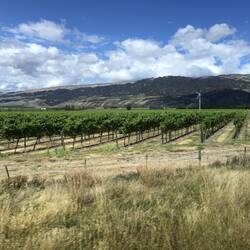 Growing conditions for grapes are perfect here