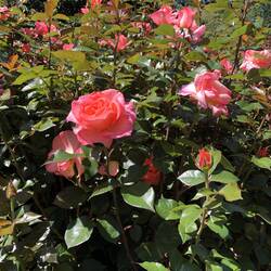 Beautiful roses in the Queenstown Botanical Gardens